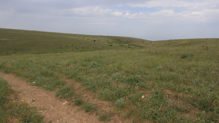 Степь. Деревья. Весна. 