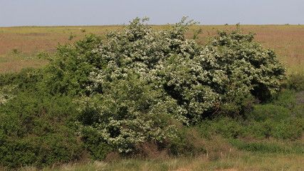 Obraz premium Степь. Деревья. Весна. Дерево.