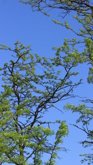 Степь. Деревья. Весна. Ветка. Дерево.