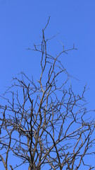 Сухие ветки.