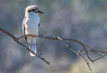 Kookaburra on a branch