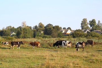 A herd of cows in the village.
