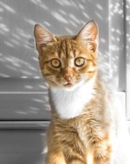 Fototapeta premium on a light wooden background sits a red cat in the light of the rays of the lights of the holiday glitter
