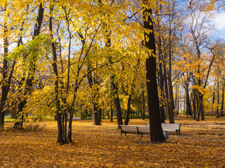 Fototapeta na wymiar benches in a sunny autumn park