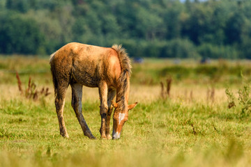 lonely foal grazing on the field