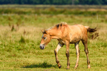 lonely foal grazing on the field
