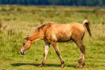 lonely foal grazing on the field
