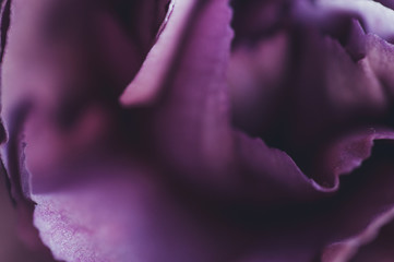 Carnation petals macro. Closeup background, trend toning Ultra Violet floral backdrop, soft filter.