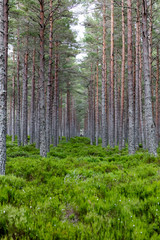 Fototapeta premium Foret écossaise