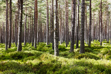 Foret écossaise