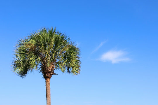 Southern nature background. Palm tree against blue sky. Horizontal composition with copy space. Good for card, poster or banner.