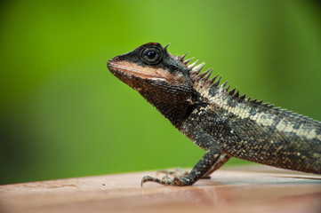 crested lizard