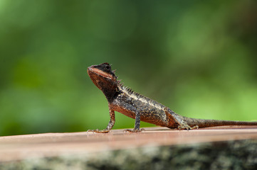 crested lizard