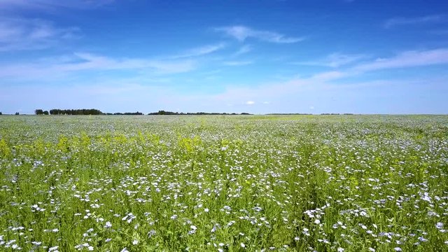 wind shakes buckwheat flowers on vast field