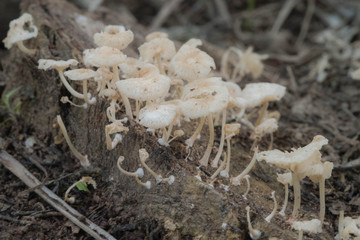 Natural small fungi on tree stump closeup, soft black grey tone color