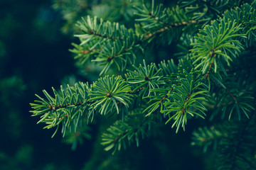 Pine leaves background.