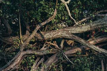 Fototapeta na wymiar Tree branch