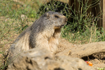 Marmot on Parc'Ours (Pyrenees)