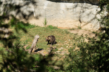 Bear on Parc'Ours