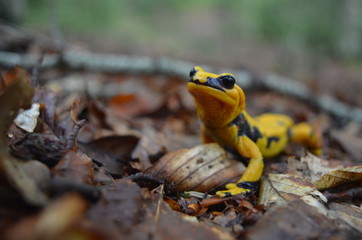 Salamandra in bosco