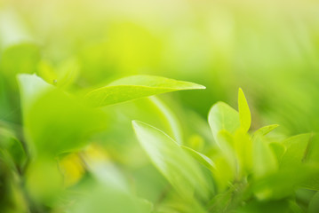 green leaf in bright sunlight freshness background