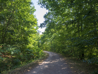 Piste forestière dans la forêt de Tronçais au coeur de la plus belle chênaie d'Europe.