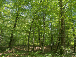 La forêt de Tronçais au coeur de la plus belle chênaie d'Europe.