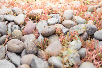 Selective focus of Rock garden