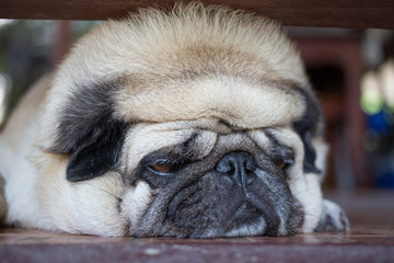 Pug Dog sleep