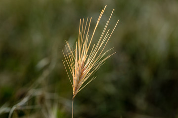 Stems of dry grass illuminated by the last rays of the afternoon sun