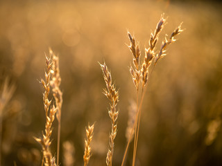 Fototapeta premium Stems of dry grass illuminated by the last rays of the afternoon sun