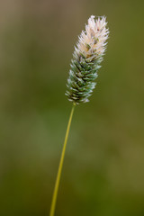 Obraz premium Stems of dry grass illuminated by the last rays of the afternoon sun
