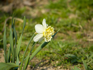 White flower on green background