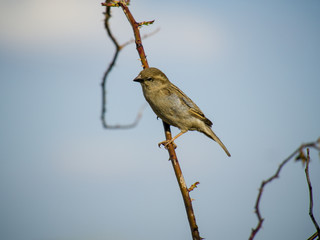 suspicious sparrow on brown branch