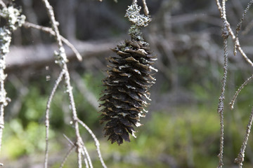 Лес. Природа. Фон. / Forest. Nature. Background.