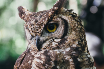 フクロウ／北海道初のサファリパーク「ノースサファリサッポロ」