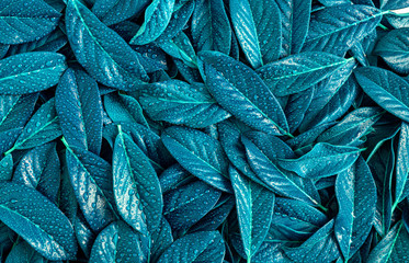 Composition of leaves of blue color. Water droplets are visible. Unusual colors of nature.