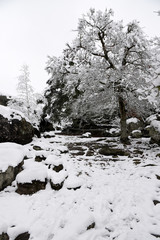 Paysage forestier sous la neige
