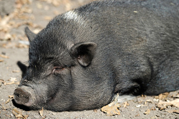 Portrait of sleeping black pig breed Vietnamese Pot-bellied