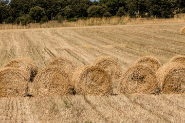 Fototapeta premium Packages of straw freshly harvested in the cereal fields of Salamanca, Spain