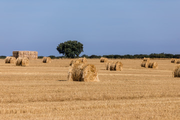 Packages of straw freshly harvested in the cereal fields of Salamanca, Spain