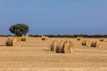 Fototapeta premium Packages of straw freshly harvested in the cereal fields of Salamanca, Spain