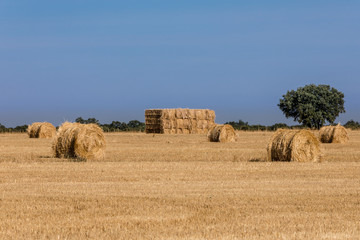 Packages of straw freshly harvested in the cereal fields of Salamanca, Spain