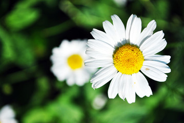 Obraz premium Bellis perennis (common daisy, lawn daisy or English daisy) two flowers and buds, green leaves background, soft blurry shadows bokeh, top view