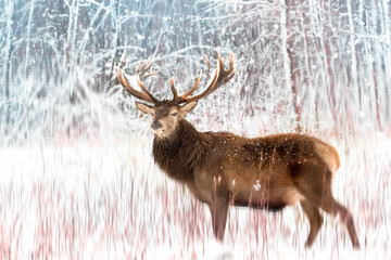 Noble deer male against the winter snow forest. Artistic winter christmas landscape.