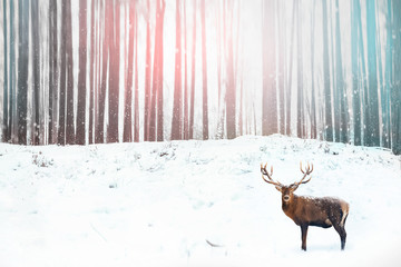 Noble deer in the background of a winter fairy forest. Snowfall. Winter Christmas holiday image.