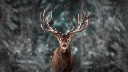 Crédence en verre imprimé Best-sellers Animaux Cerf noble mâle dans la forêt de neige d& 39 hiver. Paysage de Noël d& 39 hiver artistique.