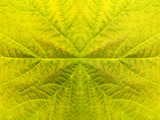 Symmetric leaf texture pattern for summer backgroun