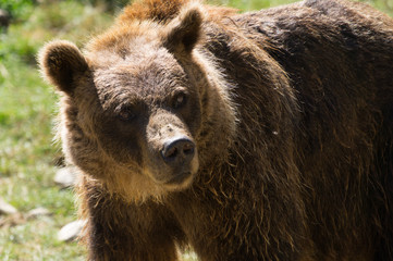 Bear on Parc'Ours