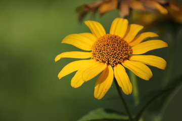 Yellow flower on the green background. Summer is coming.